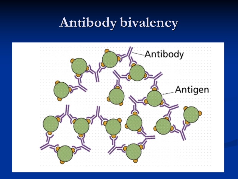 Antibody bivalency